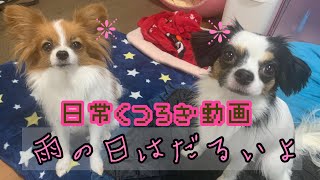 【パピヨン🐶ベルトマトちゃん】日常くつろぎ動画！