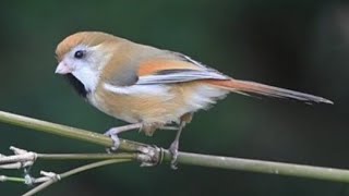 黃羽鸚嘴(金色鴉雀)/Golden Parrotbill