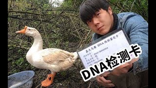 给鹅做DNA检测，大白的性别似乎更加扑朔迷离了