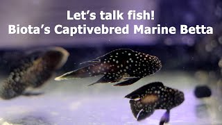 Let's talk fish! Captivebred Marine Betta, aka Comet from Biota.