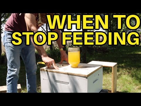 How Long Should You Feed Your Bees For