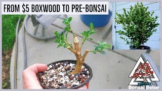 The $5 boxwood bonsai