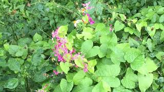 ［野生珊瑚藤］蜜源植物珊瑚藤，蜜蜂的最愛，地點：新北投熱海飯店旁。紀錄人：諾亞蜂舟劉伯烏