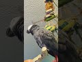 Ambient Apollo Noises 🦜