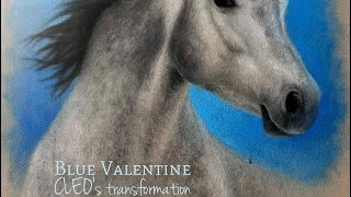 Part 1 of 2: Equine Color Genetics Exposed: Separating Fact from Fiction on the Gray Gene