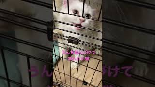 【猫アレルギー飼い主】うんち踏んづけた猫※このあとよく乾かしました【サイベリアン】