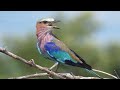 Reason Why Some Birds Migrate While Others Don't