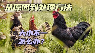 第2集：养的鸡大小不一怎么办？「养鸡致富经」| 农业致富经 Agriculture And Farming