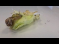 Exploring Garden Snails with Young Children for teachers