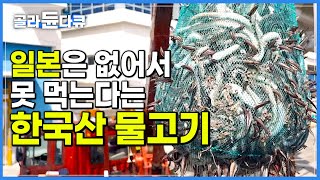 일본이 있는 대로 서둘러 가져다 하루 만에 식탁에 올려 먹는 '한국산 물고기'│일본은 없어서 못 먹는 '골든 사이즈 어종'│통영 바다 통발 붕장어 잡이│바닷가 사람들│#골라듄다큐