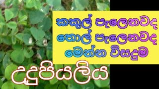 udupiyaliya/උදුපියලිය ශාකය/පයට පෑගුණත් ඇසට ගුණ දෙන හීන් උඳුපියලිය /උදුපියලිය/udupiyaliya