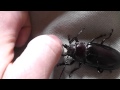 Beetle bite test