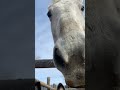 here’s some jube kisses to make your day better barrelracerlife editor horse eyedpepupkingtwo