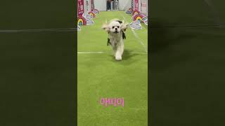 열심히 달려와주는 강아지❤️|펫페어|달려갈개대회| #cockerspaniel #강아지 #코카스파니엘