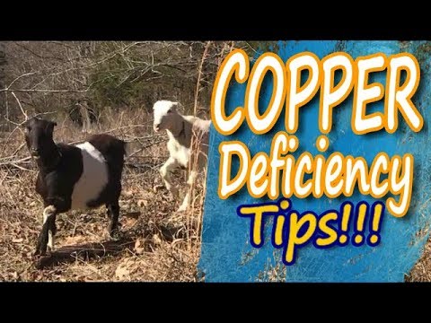 What does copper do for goats?