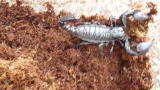 Heterometrus laoticus Vietnam Forest Scorpion