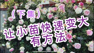 （园艺篇31）压苗助长 压苗促笋，月季玫瑰的小苗 弱苗 快速强壮的好方法（下集）