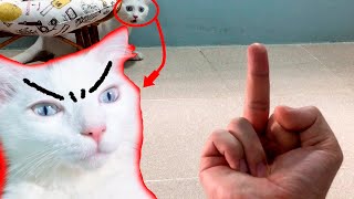 Cat VS Middle Finger  - Try Not To Laugh -  Funny Cats Reaction