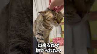 耳の可動域最大限で撫でてもらおうとする猫