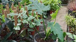 Philodendron Mayoi 45cm | Live from the Nursery Series