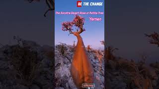 The Socotra Desert Rose or Bottle Tree, Yemen