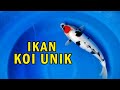 STOCK IKAN KOI UNIK AGRO KOI FARM