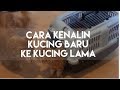 CARA KENALIN KUCING BARU KE KUCING LAMA | MY CATS DIARY #13