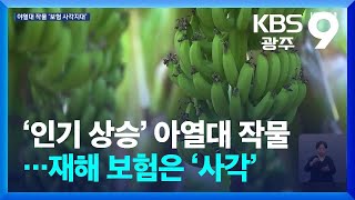 ‘인기 상승’ 아열대 작물…재해 보험은 ‘사각’ / KBS  2025.01.17.