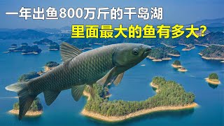 一年出鱼800万斤，水深117米的千岛湖，里面最大的鱼有多大？