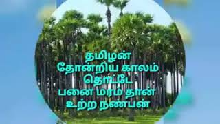 Panai maram tamilnadu பனை மரம் தமிழர் பாரம்பரிய கண பாடல்