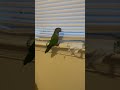 #funnybirbs #parrot #birbirds #pets #birb