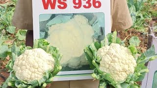 Cauliflower WS 936 ,Beed, Maharashtra, October 2023