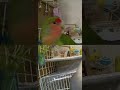 shorts【愛のしるし版♥可愛いコザクラインコ】dancing lovebird.