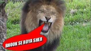 MADLIPZ FUNNY VIDEO DUBBING ANIMAL IN HINDI INDIA ENTERTAIN 2018