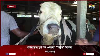 গাইবান্ধায় দুই টন ওজনের মিঠুন বিক্রির অপেক্ষায় || Gaibandha || Sweet ||  Deepto News