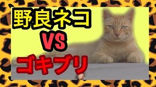 【閲覧注意】ゴキブリ VS 野良猫でまさかの展開に