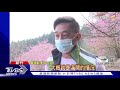 滿炸 新竹五峰山區 600株櫻花開六成｜tvbs新聞