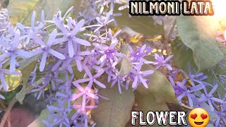NilMoni Lata || Petrea Volubilis Plant || आपके बगीचे में उगाने के लिए सबसे अच्छा पौधा 😍
