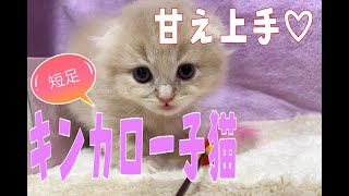 【キンカロー子猫】すぐに寄って来る甘え上手な短足君