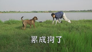 1人3狗，徒步10公里，是什么一种体验