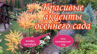 Красивые акценты осеннего сада.Красивые сочетания растений.Наш прекрасный сад своими рукамиНаша дача