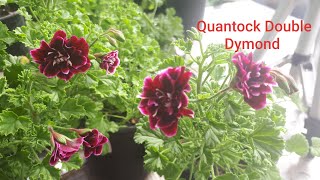 🧐 Есть вопрос!!! Сорт ангелов Quantock Double Dymond,  что норма ???