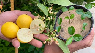 من بذور ثمرة ليمون وحدة من الثلاجة ازرع مئات الشتلات من الليمون مجاناً🍋زراعة بذور الليمون في المنزل