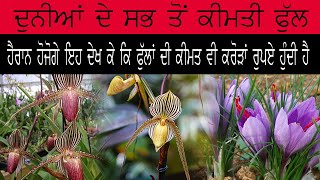 Rare flowers ਦੁਨੀਆਂ ਦੇ ਕੀਮਤੀ ਫੁੱਲ। ਹੈਰਾਨ ਹੋਜੋਗੇ ਇਹ ਜਾਣਗੇ ਕਿ ਫੁੱਲਾਂ  ਦੀ ਕੀਮਤ ਵੀ ਕਰੋੜਾਂ ਵਿਚ ਹੁੰਦੀ ਹੈ।