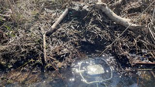 2023 Spring Beaver Trapping (CASTOR MOUNDS)