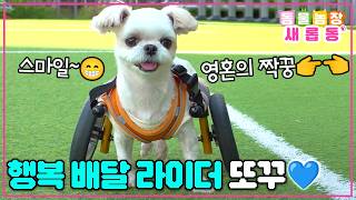 [#새롭동물농장] 신나게 달려라 또꾸야~🐕💨 몸이 불편해도 밝고 당당하게 행복을 배달하는 에너자이저 또꾸!😍 / EP.1226 #TV동물농장 #AnimalFarm #SBSstory