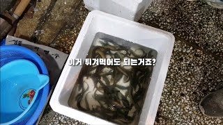 살아있는 미꾸라지튀김