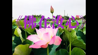 佛在汝心 作詞：星雲大師  作曲：林穎茜