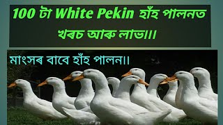 100 টা White Pekin হাঁহ পালন কৰি কিমান লাভ কৰিব পাৰি?White Pekin Hah Palon in Assam...