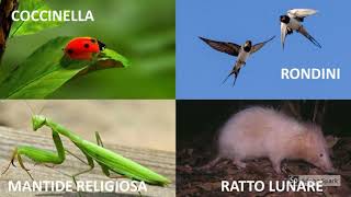 Conosciamo gli animali (Insettivori)